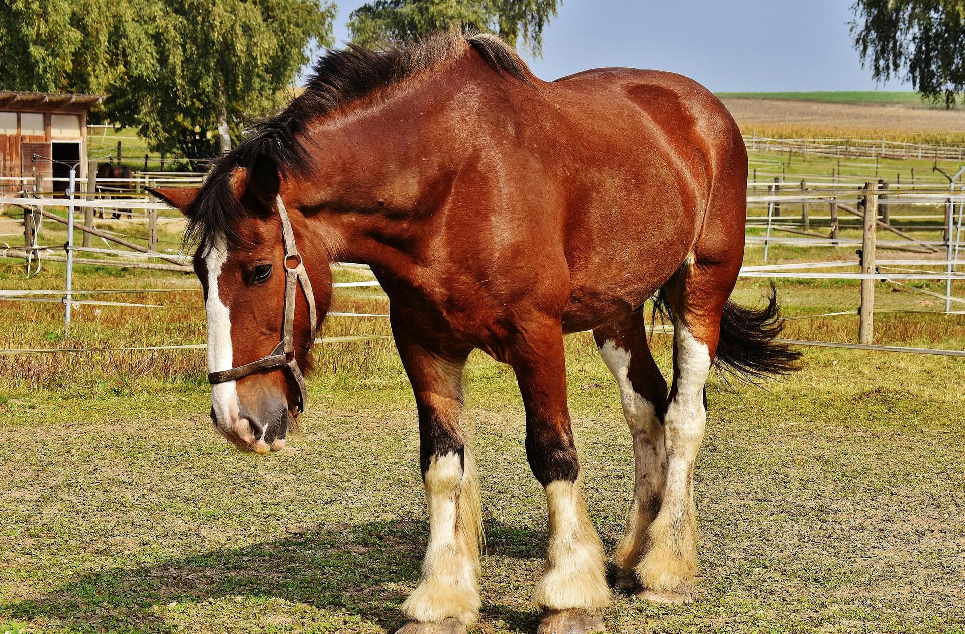 Farm & Large-Animal Vets near Richmond