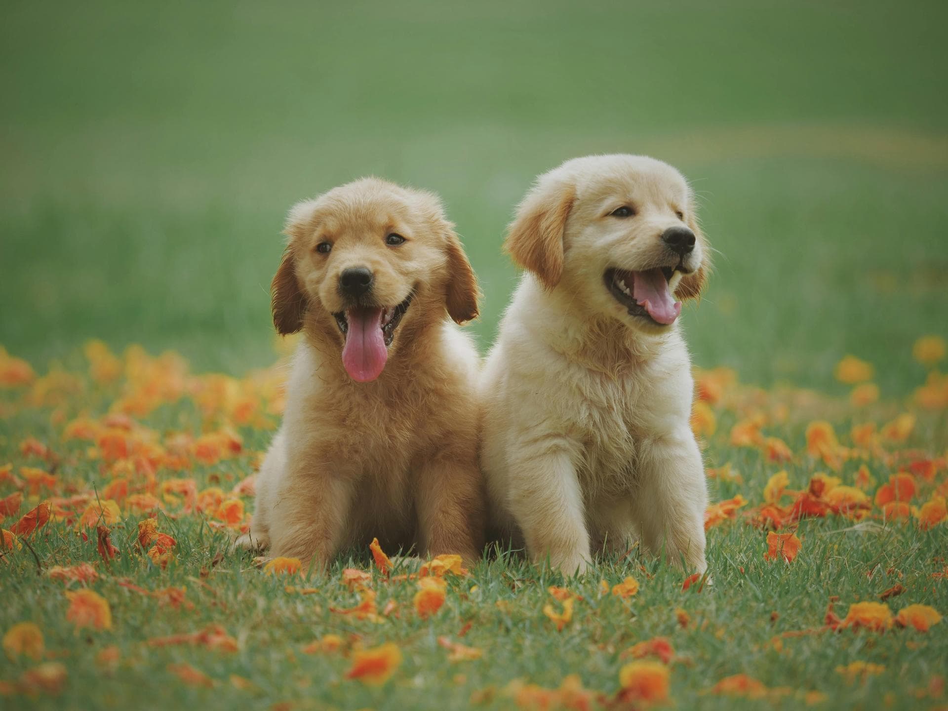 Dog & Cat Vets in Richmond